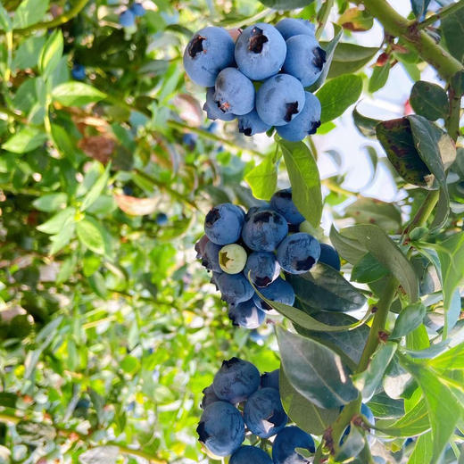 云南“育溪”L25花香蓝莓精选新鲜水果顺丰特快包邮 商品图6