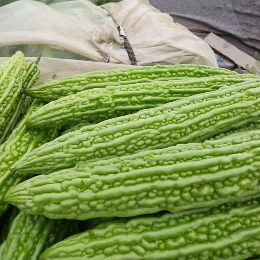 苦瓜 约500g 商品图1