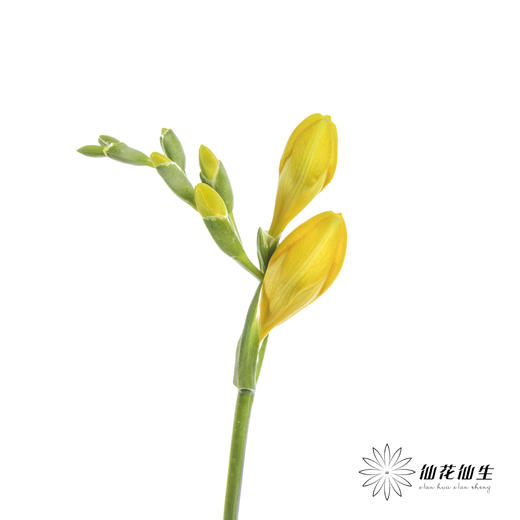 配花 | 小苍兰黄色 商品图4