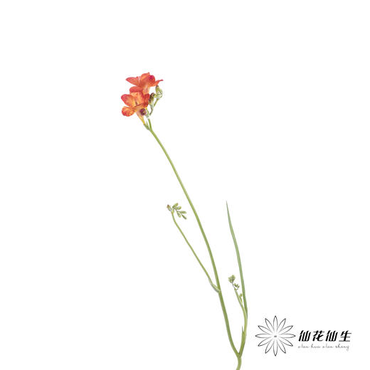 配花 | 小苍兰红色 商品图6