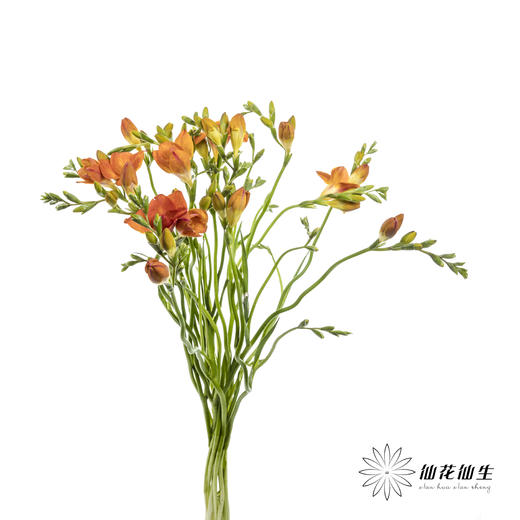 配花 | 小苍兰橙色 商品图7