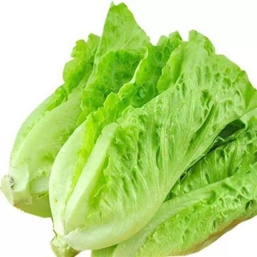 【BSS】生菜 约450克 商品图0