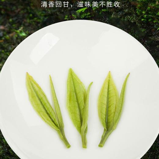 2021安吉白茶90g 庄园三宝（3*30g) 商品图3