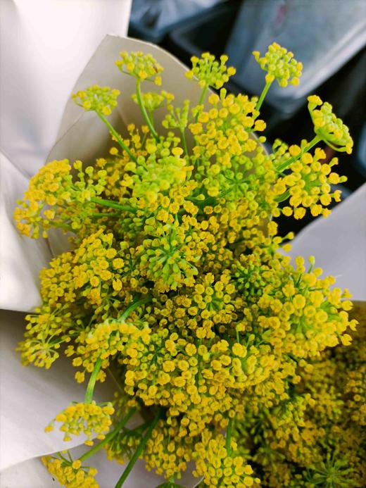 【才色兼备】茴香  若干枝/扎 商品图2