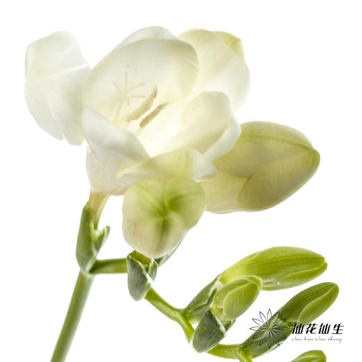 配花 | 小苍兰白色 商品图1