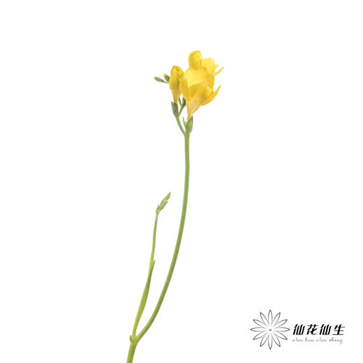 配花 | 小苍兰黄色 商品图8