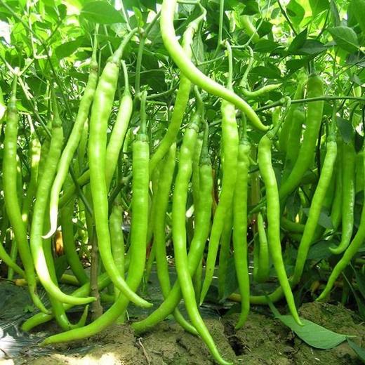 青线椒  350克 商品图2