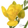 配花 | 小苍兰黄色 商品缩略图1