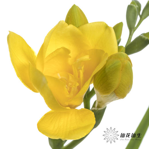 配花 | 小苍兰黄色 商品图1