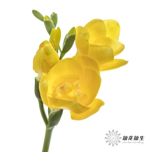 配花 | 小苍兰黄色 商品图2