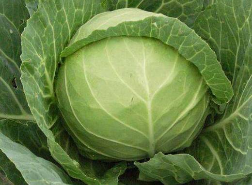 平包菜 约500g 商品图1