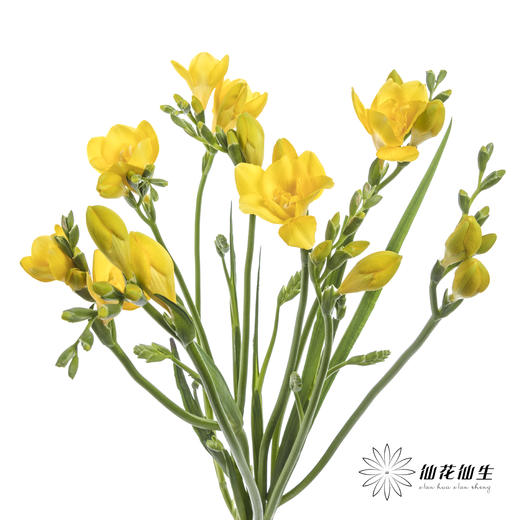 配花 | 小苍兰黄色 商品图6