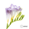 配花 | 小苍兰浅紫 商品缩略图5