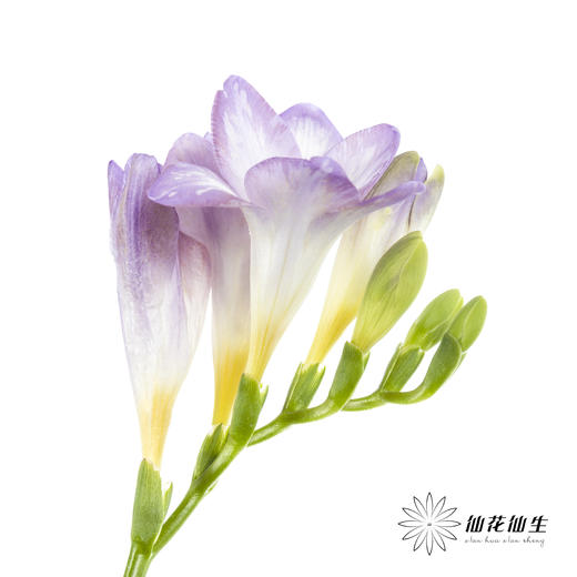 配花 | 小苍兰浅紫 商品图5