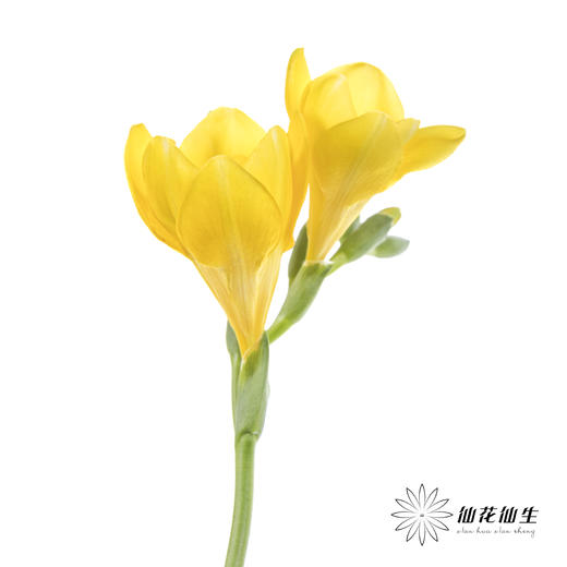 配花 | 小苍兰黄色 商品图3