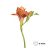 配花 | 小苍兰橙色 商品缩略图4