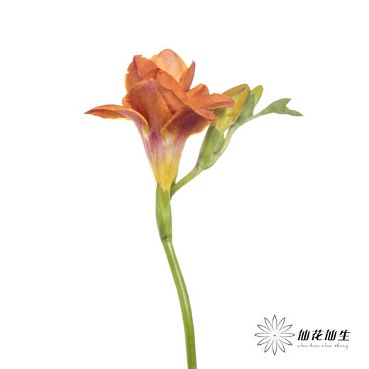 配花 | 小苍兰橙色 商品图4