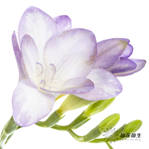 配花 | 小苍兰浅紫 商品图0