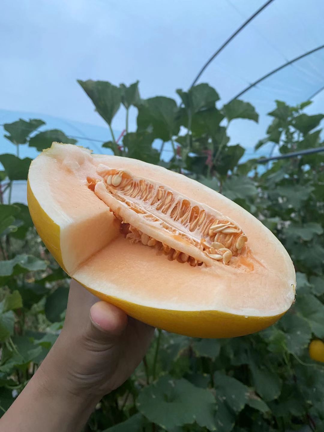 周日取货：【蛋仔派对黄金哈密瓜】一个3.5斤左右，甜蜜香甜，风味浓郁，果肉金黄！