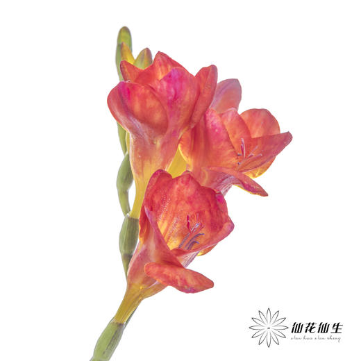 配花 | 小苍兰红色 商品图0