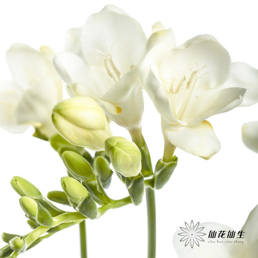 配花 | 小苍兰白色 商品图2