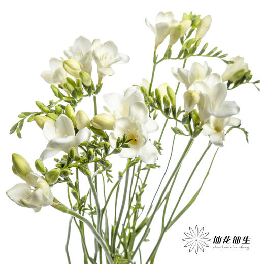 配花 | 小苍兰白色 商品图8