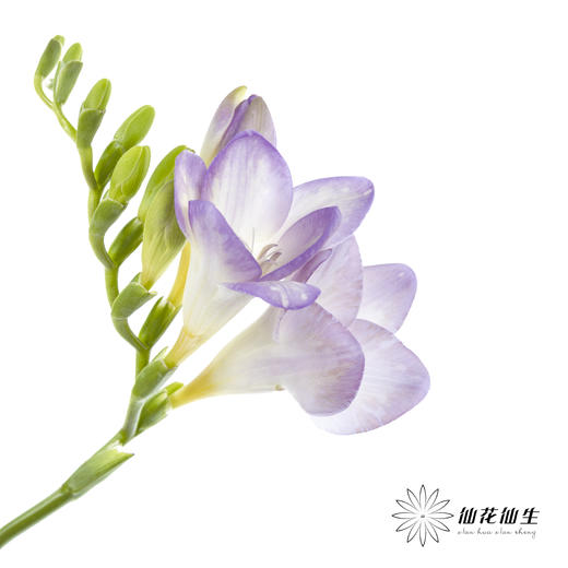 配花 | 小苍兰浅紫 商品图2