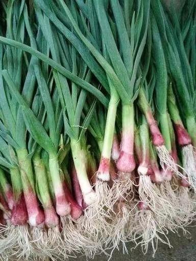 大蒜叶 约500g 商品图1