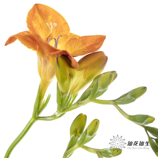 配花 | 小苍兰橙色 商品图3