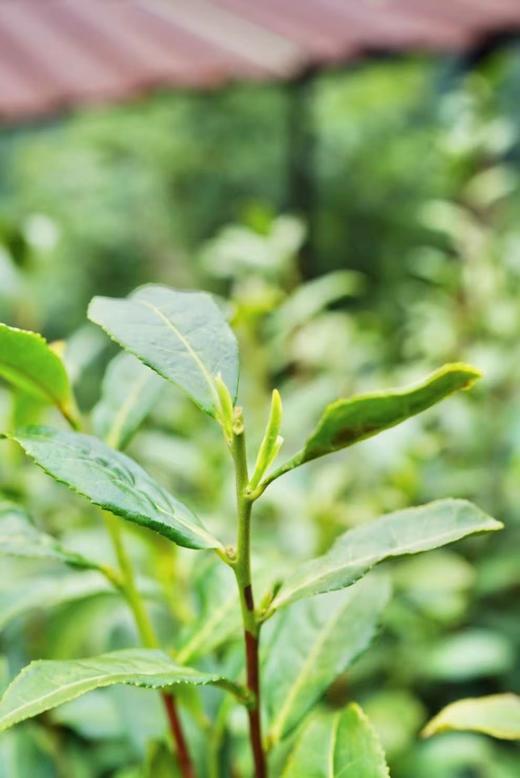 2025西山洞庭的明前碧螺春 商品图3