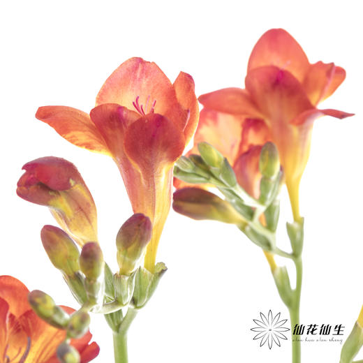 配花 | 小苍兰红色 商品图9