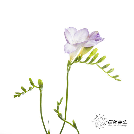 配花 | 小苍兰浅紫 商品图4