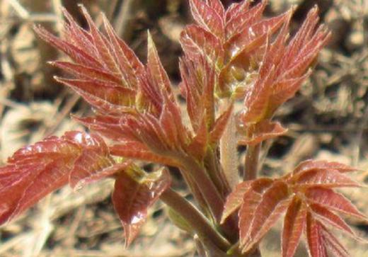 香椿   100克 商品图1