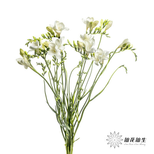 配花 | 小苍兰白色 商品图9