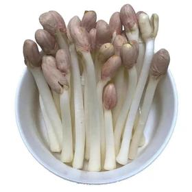 【BSS】花生苗 约250克