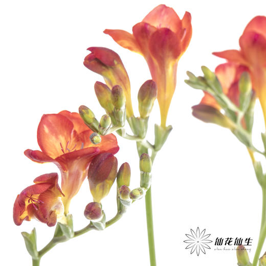 配花 | 小苍兰红色 商品图3