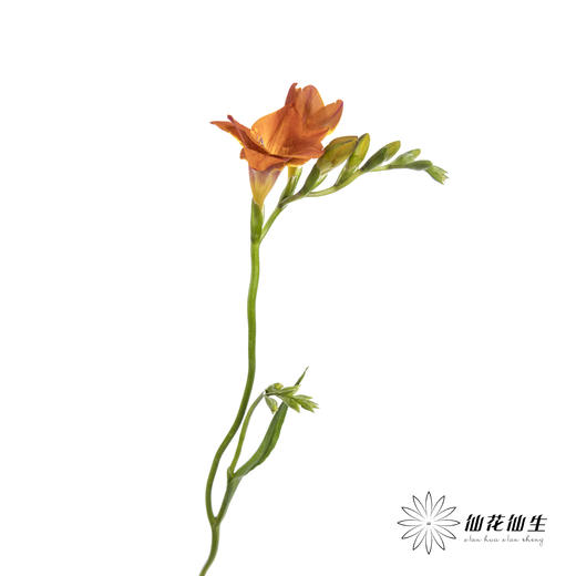 配花 | 小苍兰橙色 商品图9