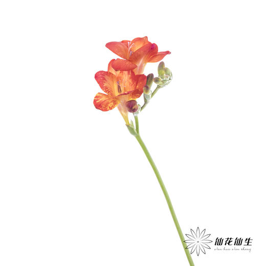 配花 | 小苍兰红色 商品图7