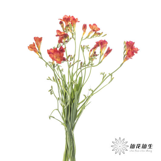 配花 | 小苍兰红色 商品图5