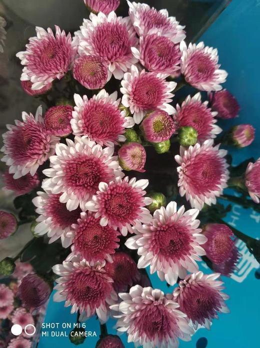 【精品小菊】布鲁诺粉 10支/扎 商品图3