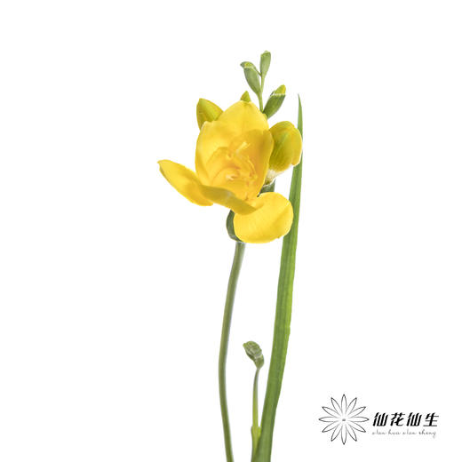 配花 | 小苍兰黄色 商品图5