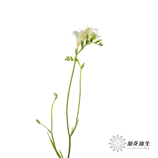 配花 | 小苍兰白色 商品图7