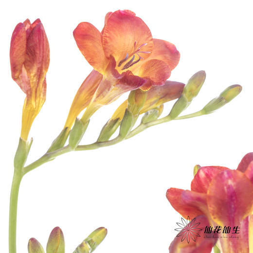 配花 | 小苍兰红色 商品图1