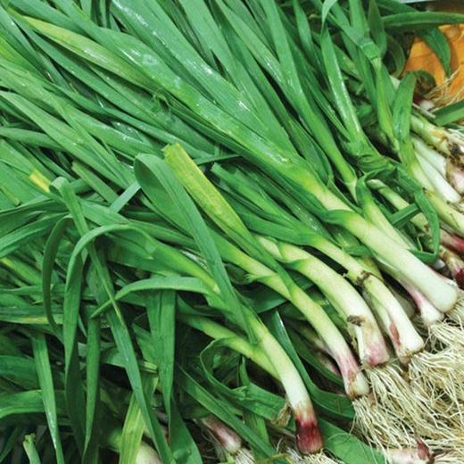 大蒜叶 约500g 商品图0