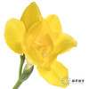 配花 | 小苍兰黄色 商品缩略图0