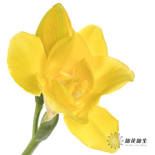 配花 | 小苍兰黄色 商品图0