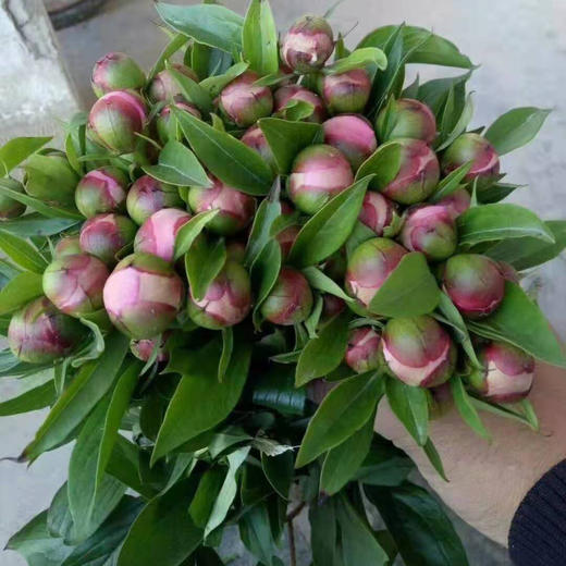 芍药·重瓣（蓝梦） 商品图1