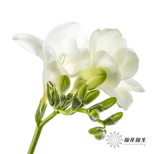 配花 | 小苍兰白色 商品图0