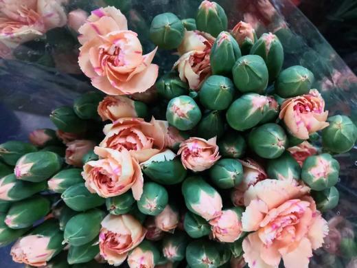 云南多头康DT-香槟-20支 商品图0