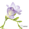 配花 | 小苍兰浅紫 商品缩略图8